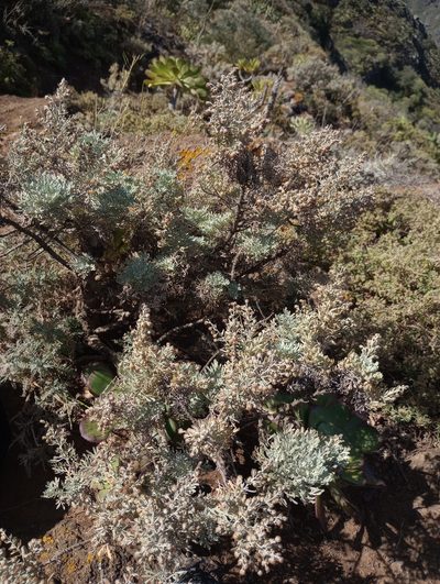 Artemisia thuscula, photographed by Pablo MR