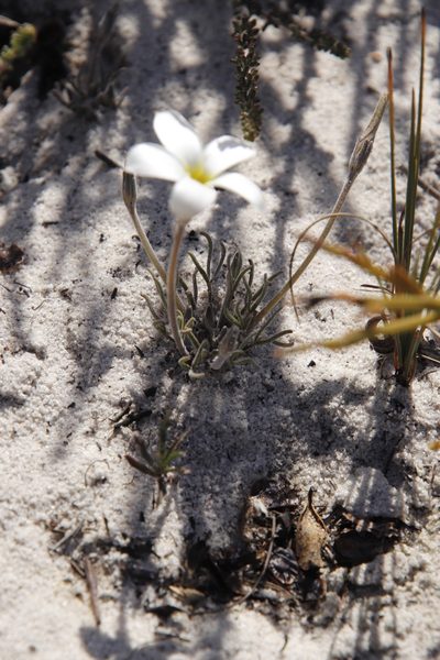 Oxalis argyrophylla, photographed by Tony Rebelo