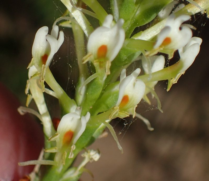 Hebenstretia integrifolia, photographed by Nicola van Berkel