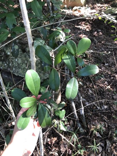 Manilkara discolor, photographed by Sunčana Bradley