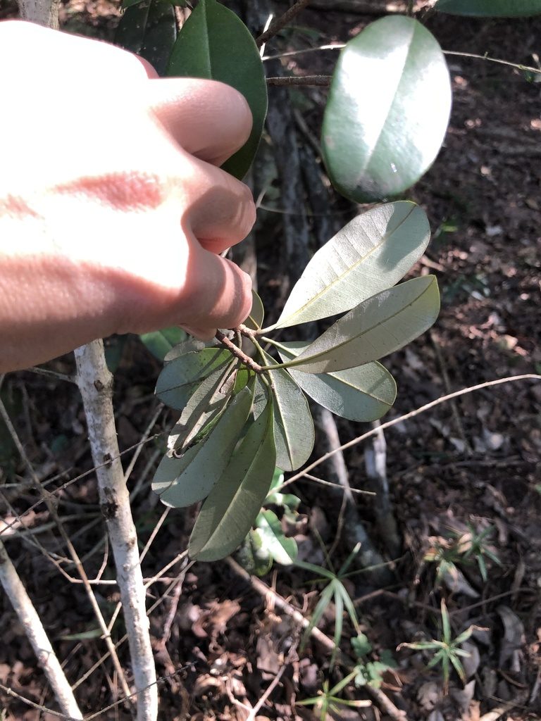 Manilkara discolor, photographed by Sunčana Bradley