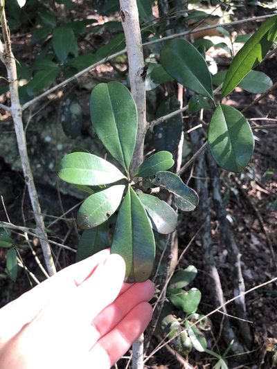 Manilkara discolor, photographed by Sunčana Bradley