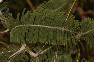 Vachellia rehmanniana, photographed by i_c_riddell