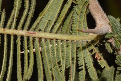 Vachellia rehmanniana, photographed by i_c_riddell