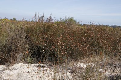 Willdenowia incurvata, photographed by Tony Rebelo