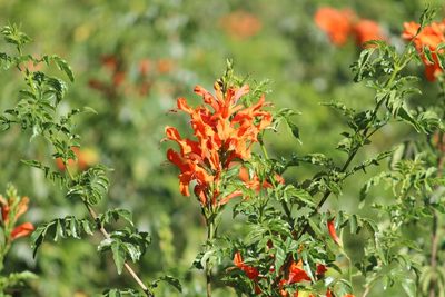 Tecomaria capensis, photographed by Noeleen du Toit