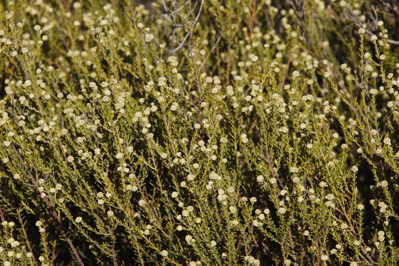 Phylica cephalantha, photographed by Tony Rebelo