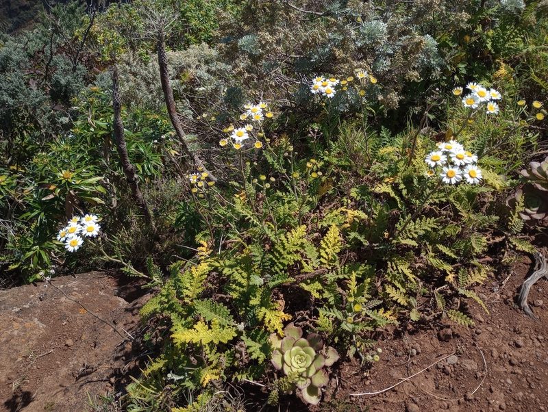 Gonospermum revolutum, photographed by Pablo MR