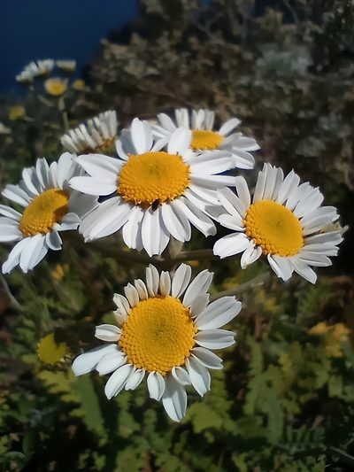 Gonospermum revolutum, photographed by Pablo MR