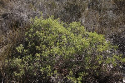 Searsia rosmarinifolia, photographed by Tony Rebelo