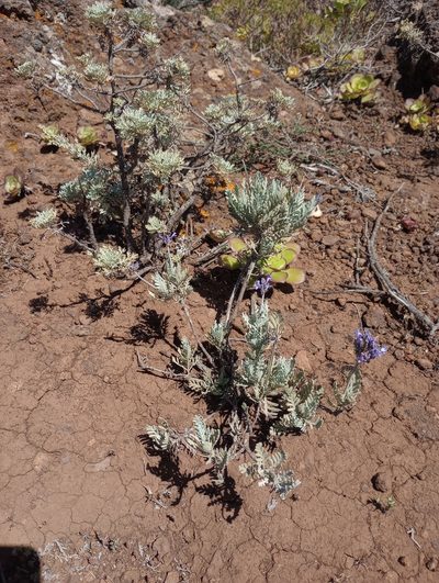 Lavandula buchii, photographed by Pablo MR