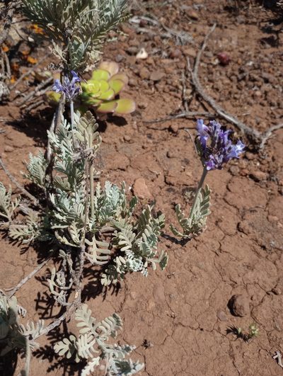 Lavandula buchii, photographed by Pablo MR
