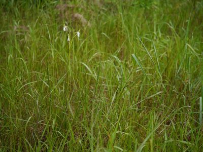 Habenaria longicorniculata, photographed by Dinesh Valke