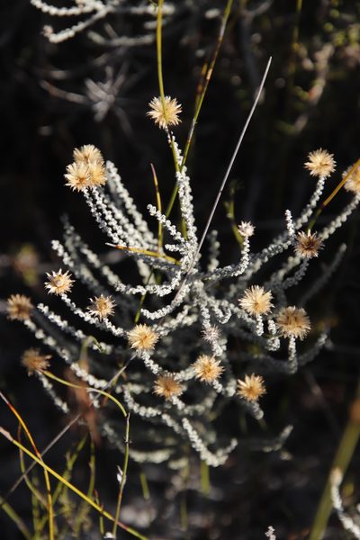 Lachnospermum fasciculatum, photographed by Tony Rebelo