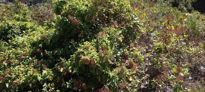 Rumex lunaria, photographed by Pablo MR