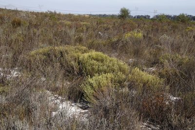 Phylica cephalantha, photographed by Tony Rebelo