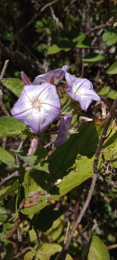 Convolvulus canariensis, photographed by Pablo MR
