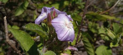 Convolvulus canariensis, photographed by Pablo MR
