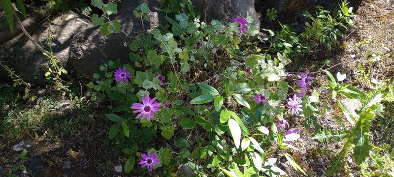 Pericallis lanata, photographed by Pablo MR