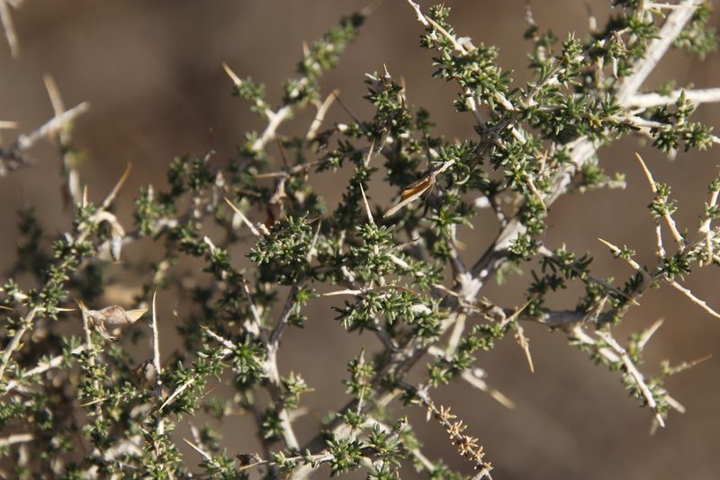 Aspalathus acuminata, photographed by Tony Rebelo