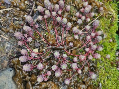 Sedum pallidum, photographed by Dmitry Ivanov