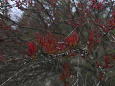 Punica granatum, photographed by Dmitry Ivanov