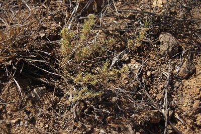 Aizoon africanum