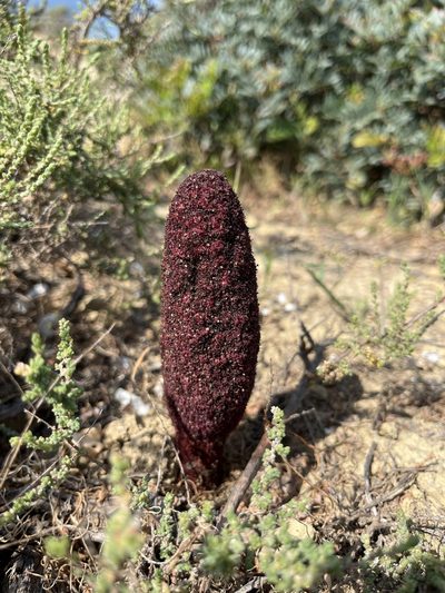 Cynomorium coccineum, photographed by ucodia