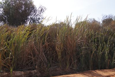 Typha capensis, photographed by Tony Rebelo