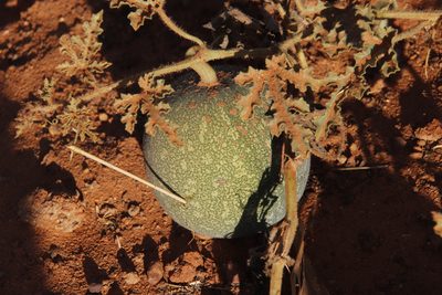 Citrullus amarus, photographed by Tony Rebelo