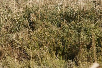 Cyperus vaginatus, photographed by Tony Rebelo