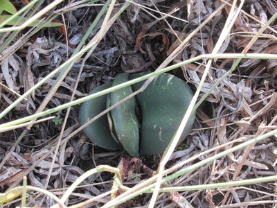 Brunsvigia orientalis, photographed by Jared Zachary Herman