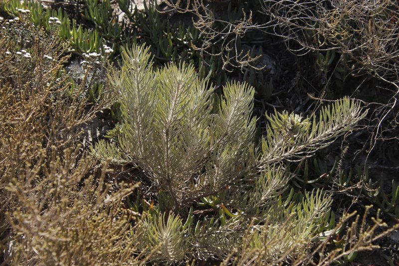 Leucospermum tomentosum, photographed by Tony Rebelo