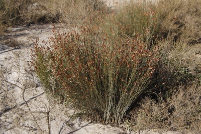 Willdenowia incurvata, photographed by Tony Rebelo