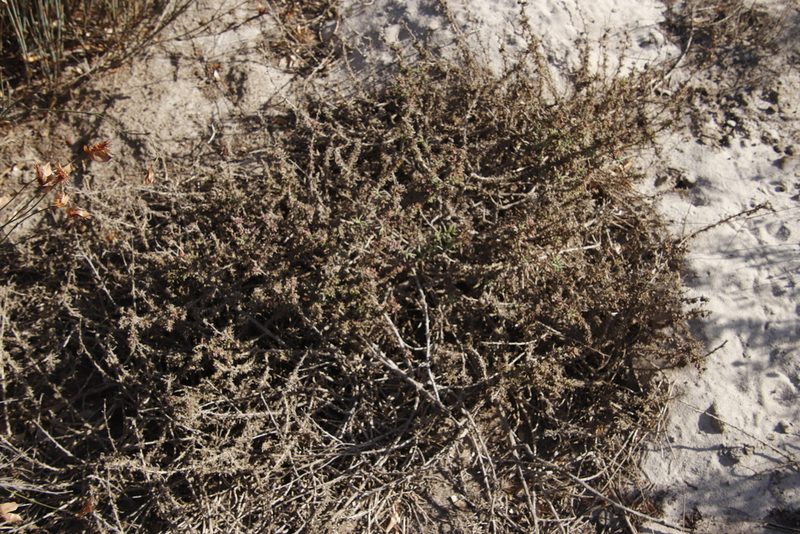 Tetragonia fruticosa, photographed by Tony Rebelo