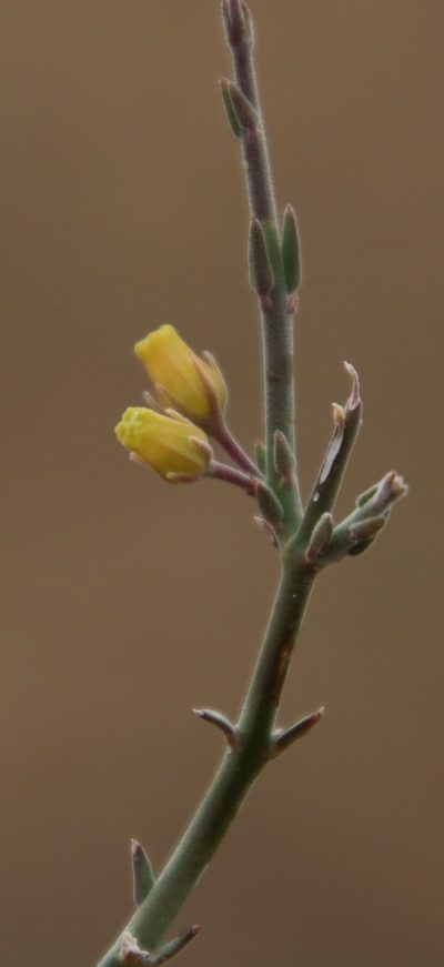 Microloma armatum, photographed by Tony Rebelo