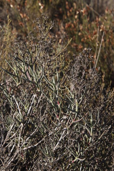 Ruschia tecta, photographed by Tony Rebelo