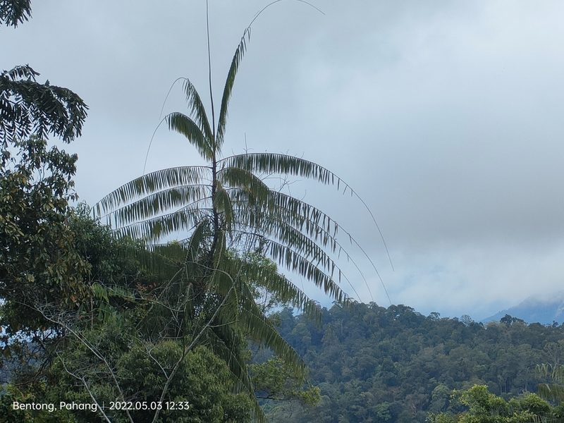Calamus formosanus, photographed by Ong Jyh Seng