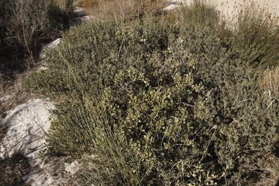 Searsia laevigata, photographed by Tony Rebelo