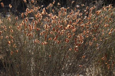 Willdenowia incurvata, photographed by Tony Rebelo