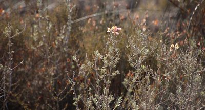 Salvia lanceolata, photographed by Tony Rebelo
