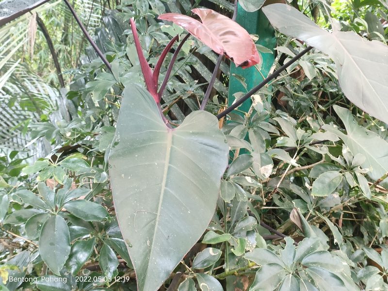 Philodendron erubescens, photographed by Ong Jyh Seng