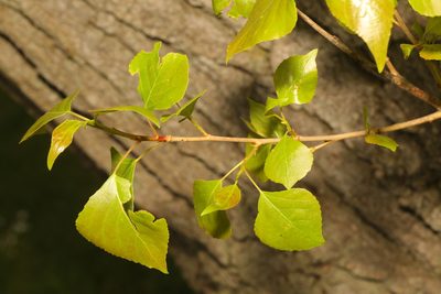 Populus nigra, photographed by Stephen James McWilliam