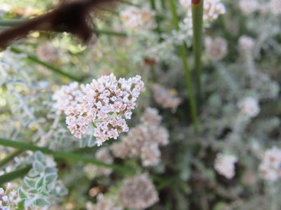 Plecostachys serpyllifolia, photographed by Jared Zachary Herman