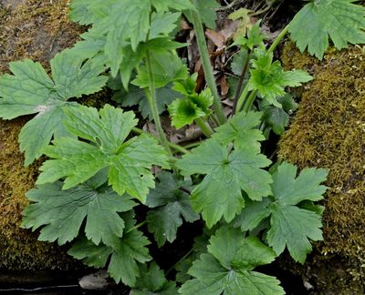 Ranunculus lanuginosus, photographed by Petr Harant
