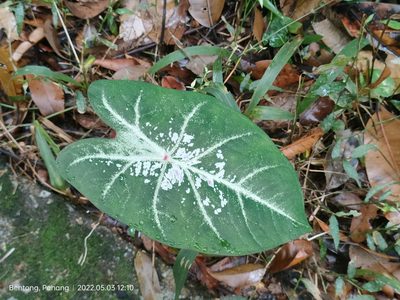 Caladium bicolor, photographed by Ong Jyh Seng