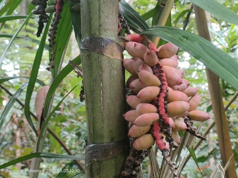 Pinanga coronata, photographed by Ong Jyh Seng