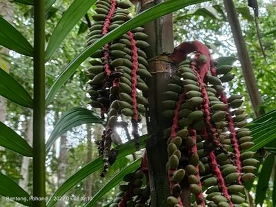 Pinanga coronata, photographed by Ong Jyh Seng