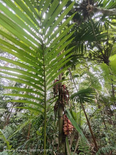 Pinanga coronata, photographed by Ong Jyh Seng