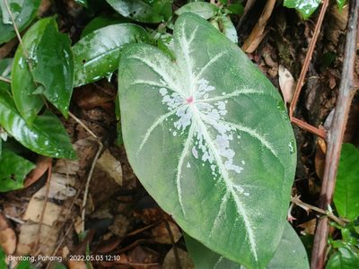 Caladium bicolor, photographed by Ong Jyh Seng